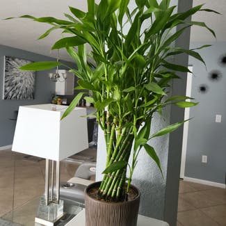 Lucky Bamboo plant in Port St. Lucie, Florida