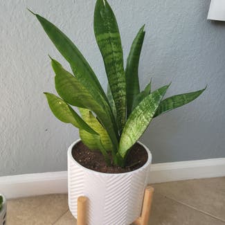 Snake Plant plant in Port St. Lucie, Florida