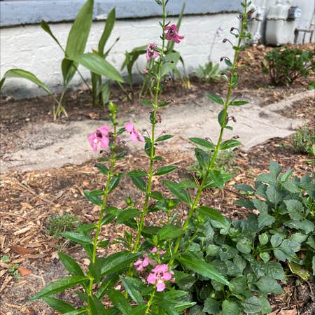 Photo of the plant species Archangel Angelonia by Primelithops named Pinky on Greg, the plant care app