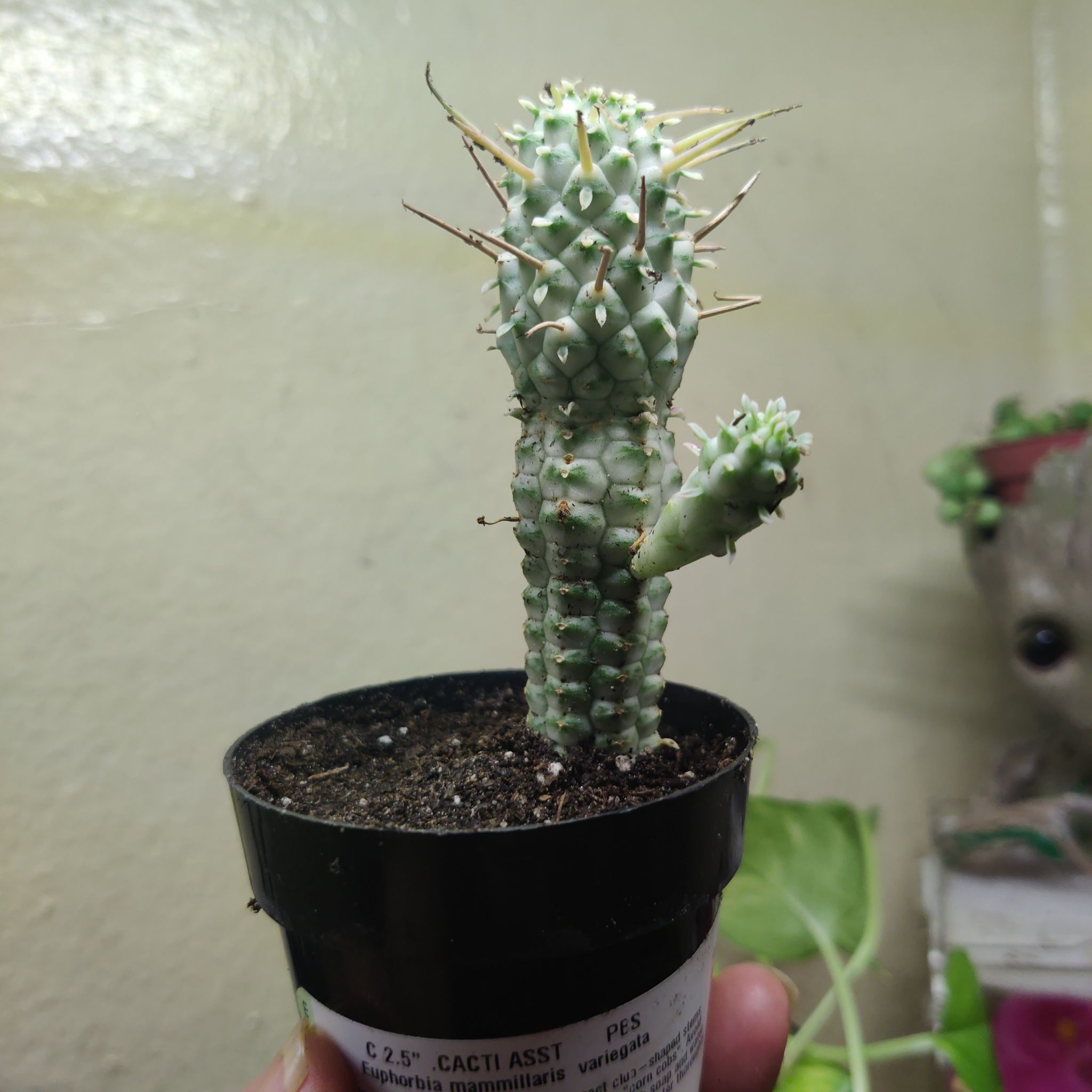 Spike