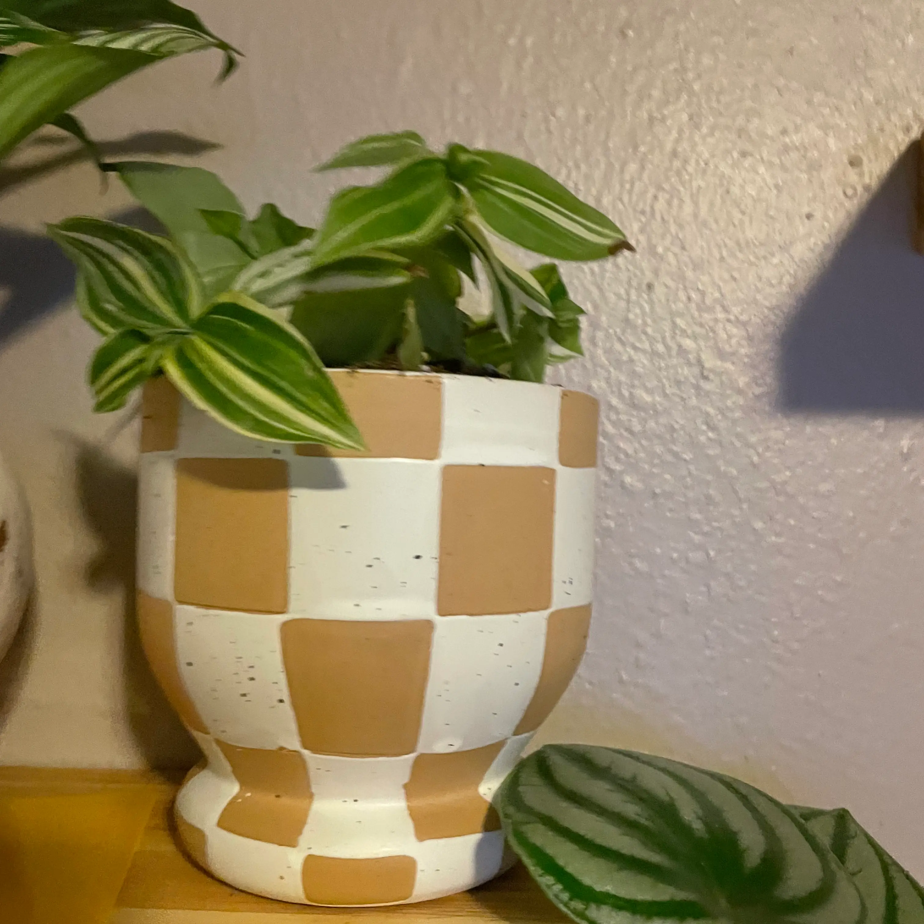 Tradescantia albiflora 'Albovittata' plant in a checkered pot with vibrant green and white striped leaves.
