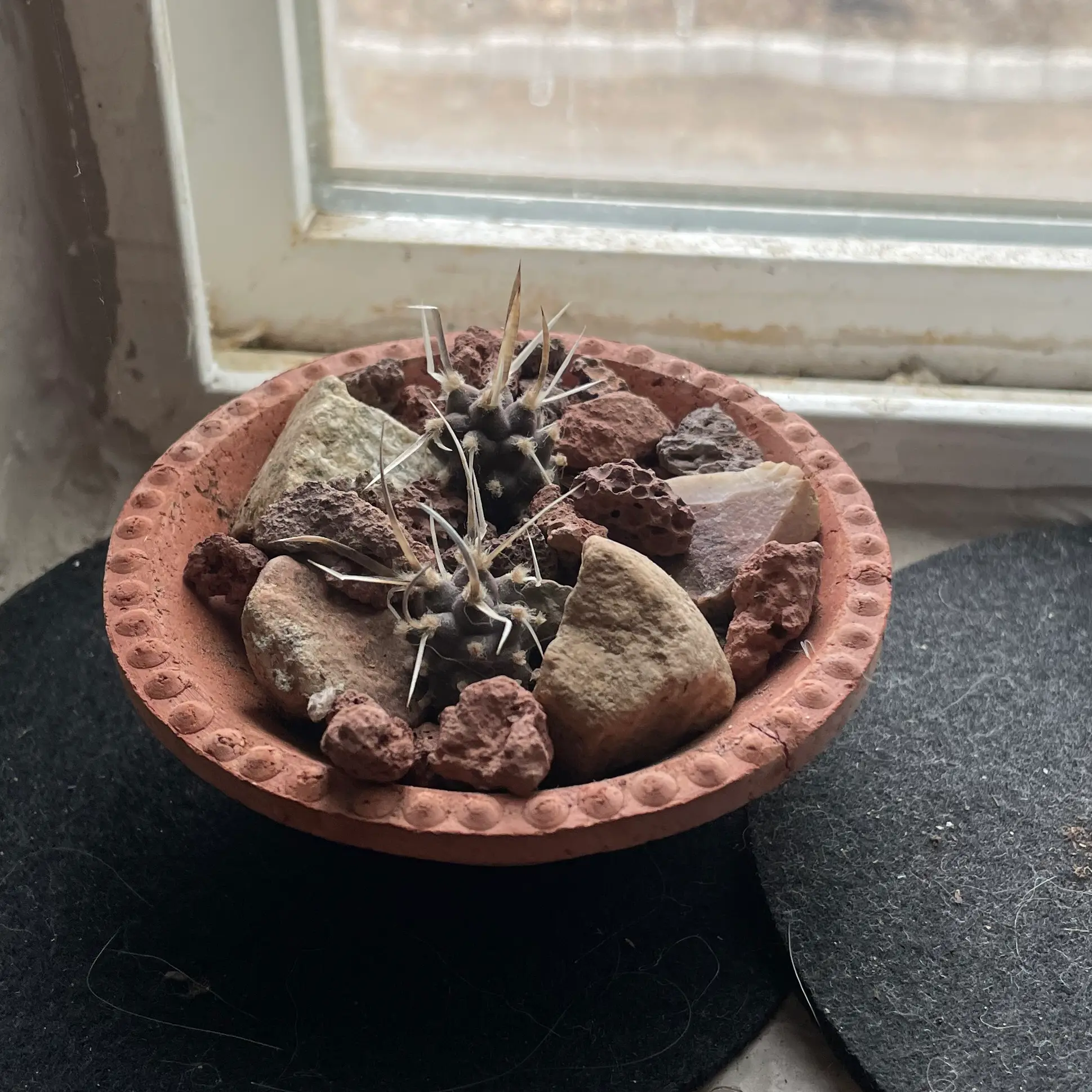 Paper Spine Cactus in a terracotta pot with rocks, placed near a window.