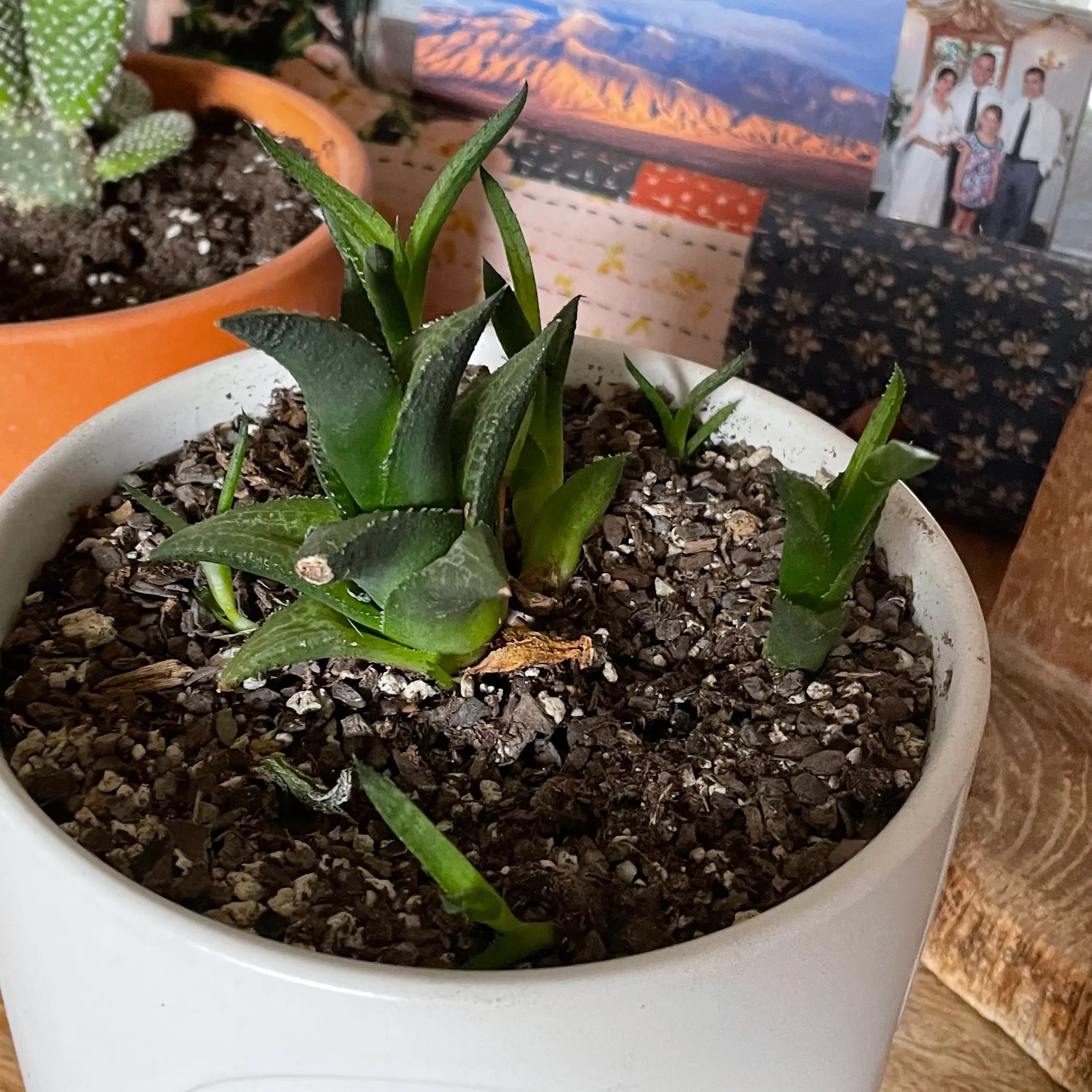 Haworthia venosa plant in a white pot with visible soil and no signs of disease.