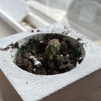 Miniature Cinnamon Cactus plant in Somewhere on Earth