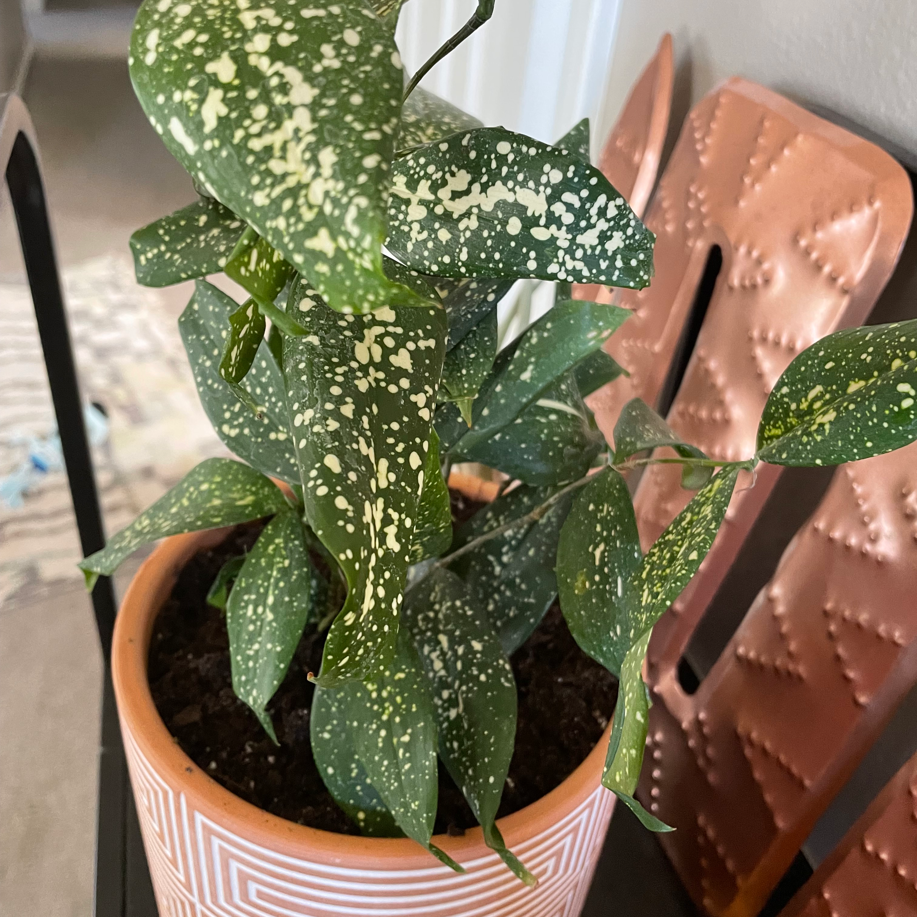 Dracaena 'Florida Beauty' plant in a decorative pot with healthy green leaves and white speckles.