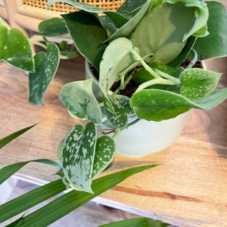 Satin Pothos plant in Somewhere on Earth