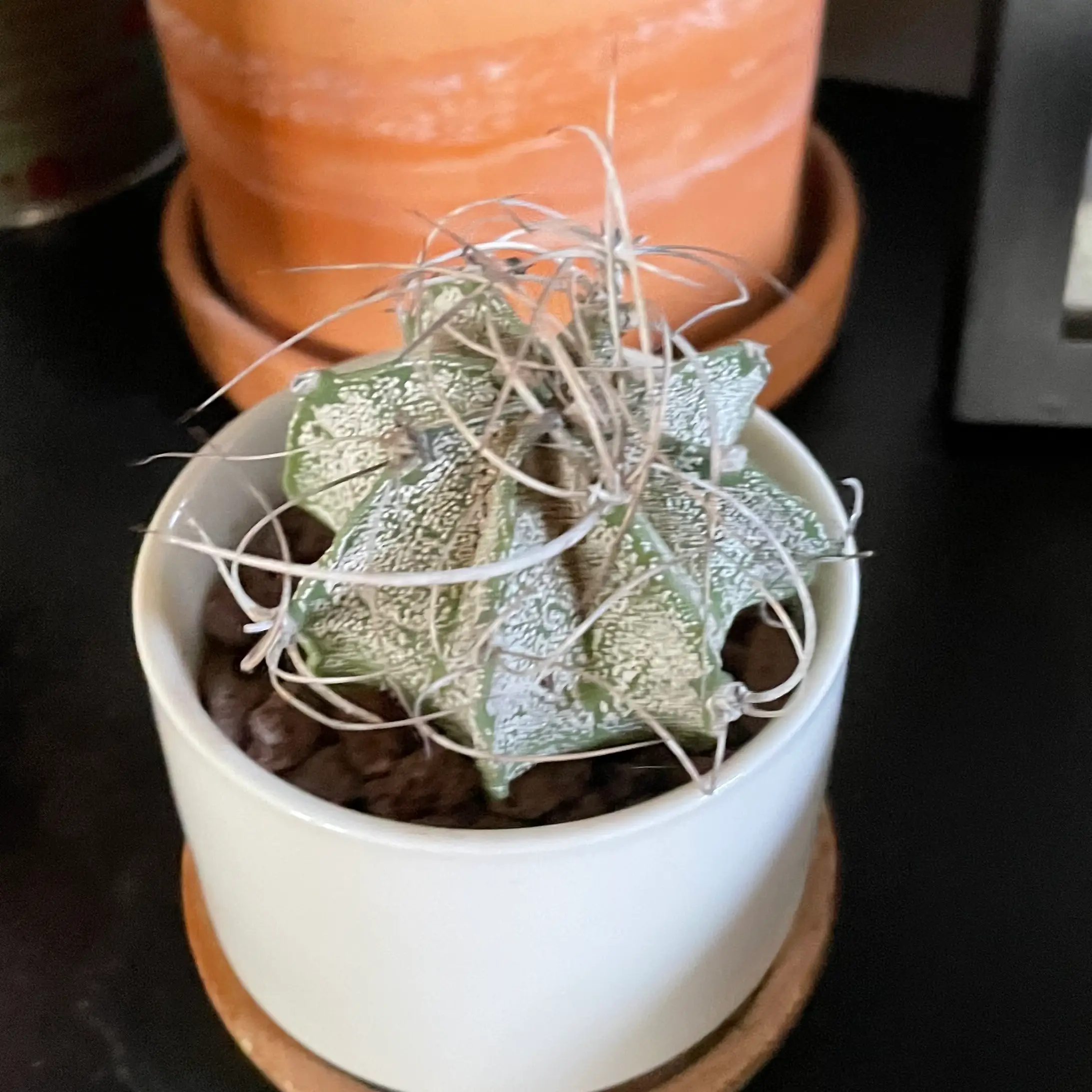 Goat's Horn Cactus in a white pot with distinctive white speckles and long, thin spines.