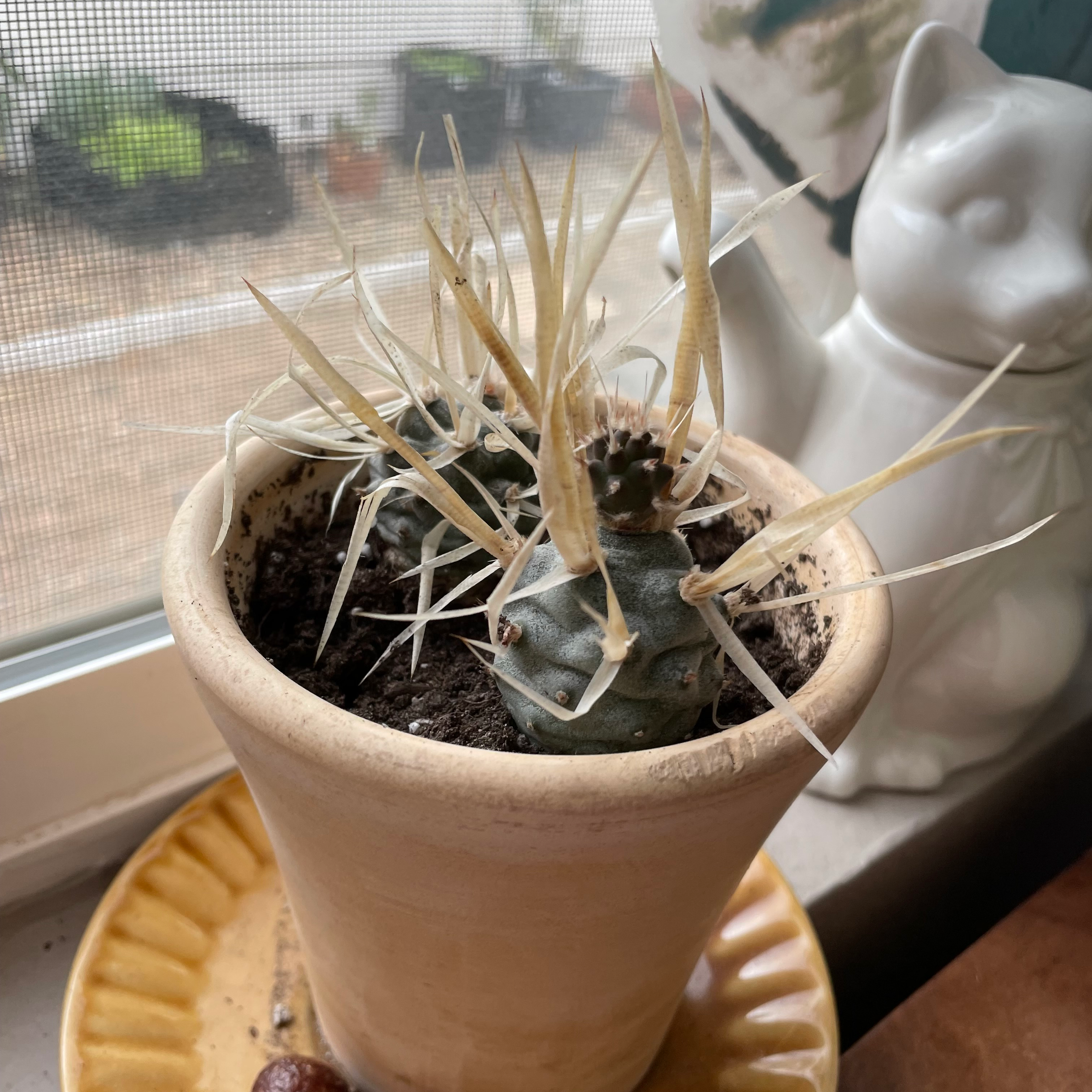 Paper Spine Cactus in a pot on a windowsill with a ceramic cat figurine in the background.