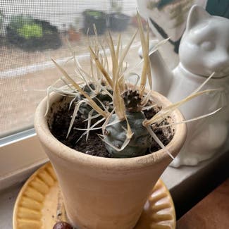 Paper Spine Cactus plant in Somewhere on Earth