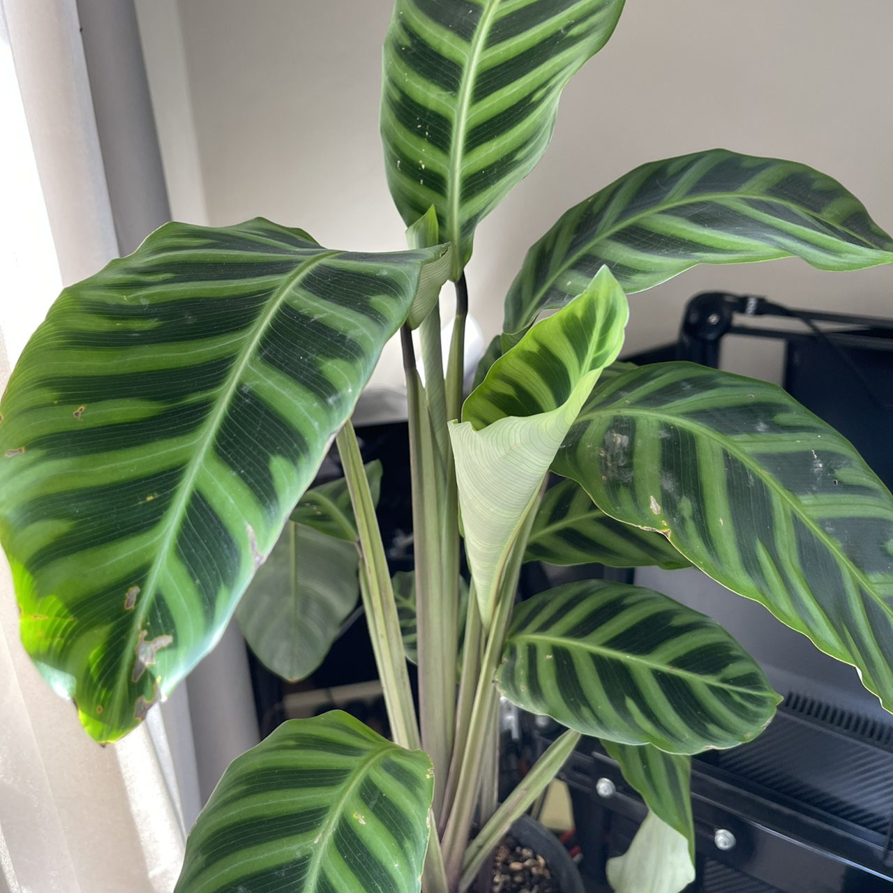 Zebra Calathea plant with striped leaves, indoors, well-lit.