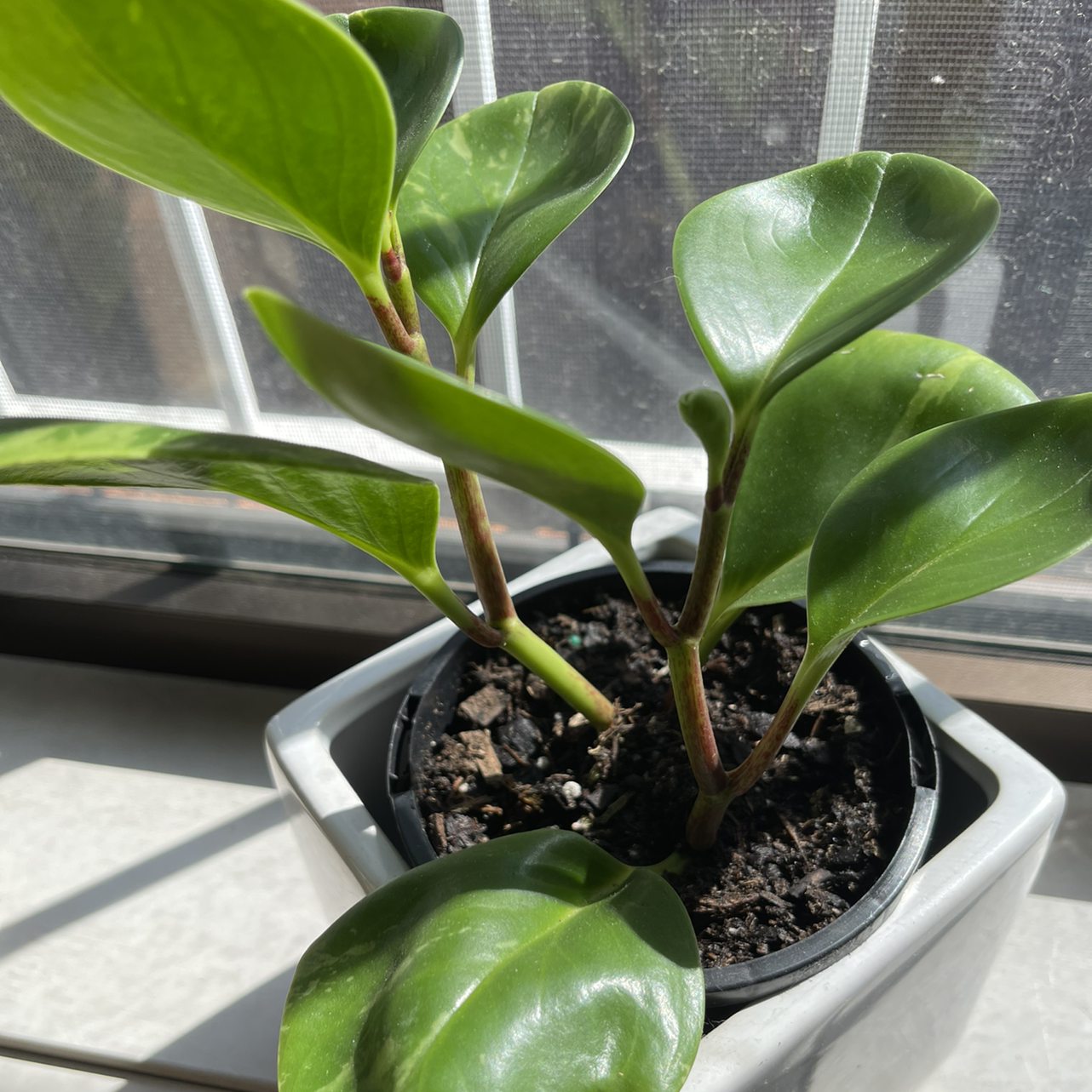 Marble Peperomia plant in a pot on a windowsill with healthy green leaves.