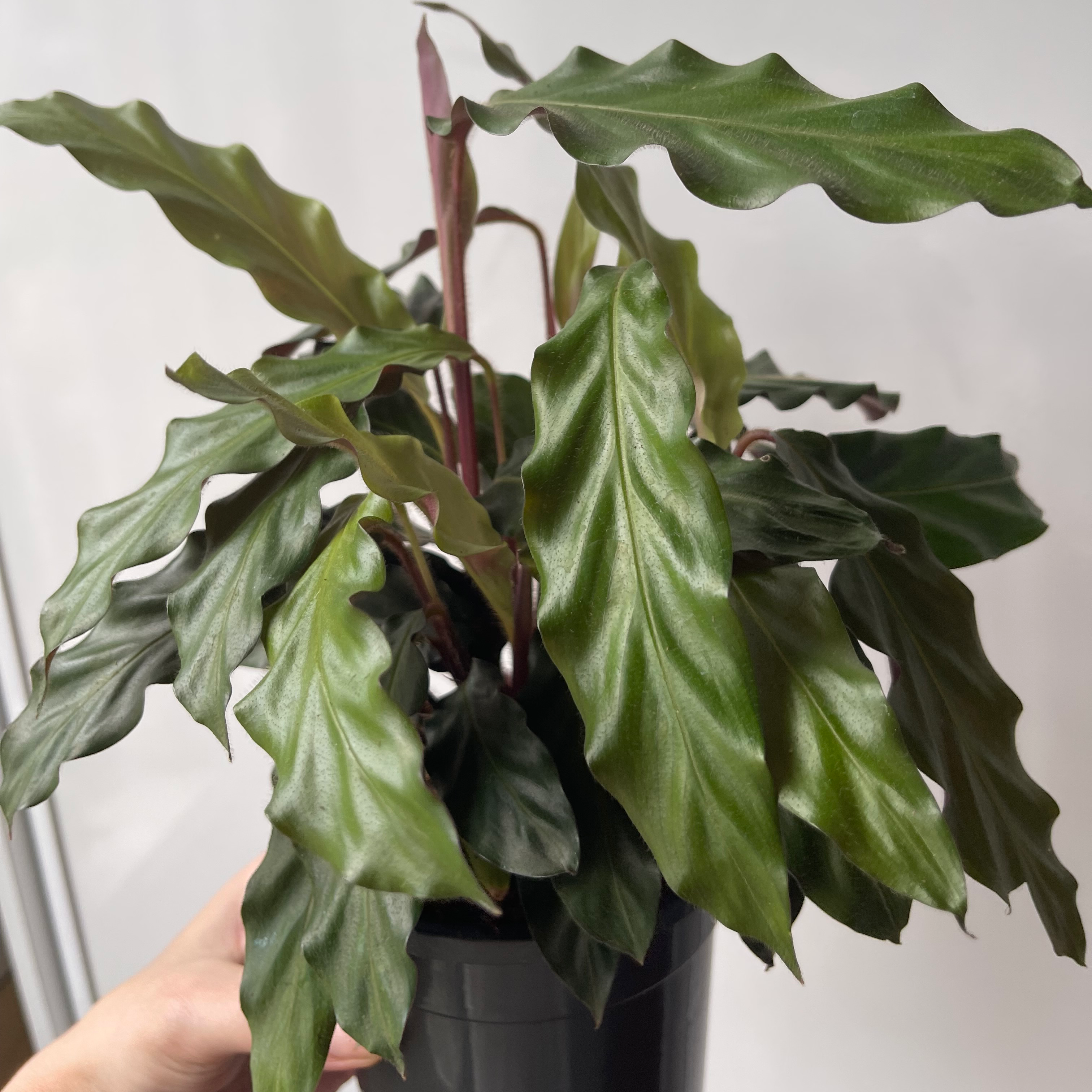 Furry Feather Calathea plant with wavy green leaves in a black pot, held by a hand.