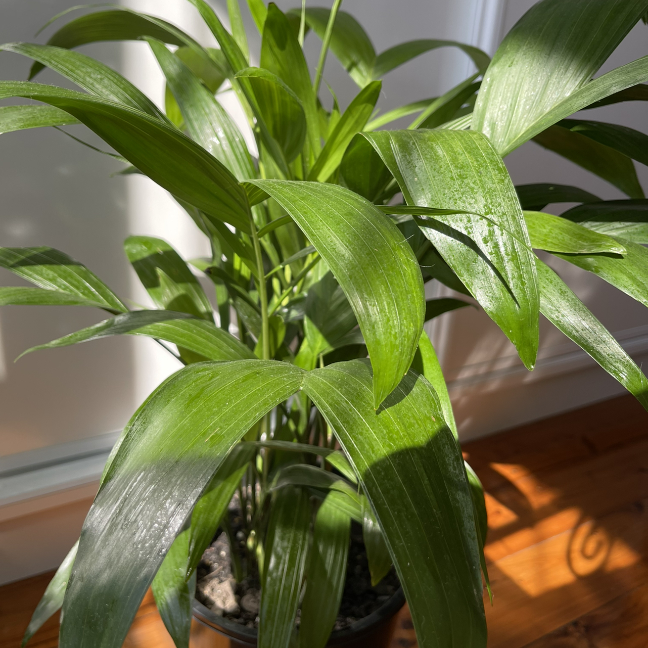 Healthy Bamboo Palm with vibrant green leaves in a pot.