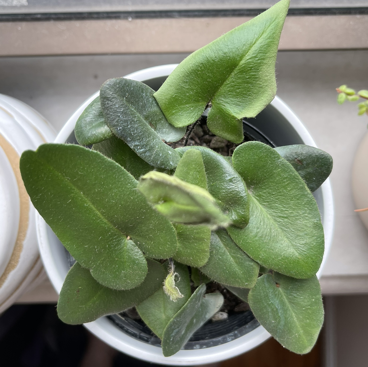 Heart Fern plant in a pot with green leaves, slight yellowing on one leaf.