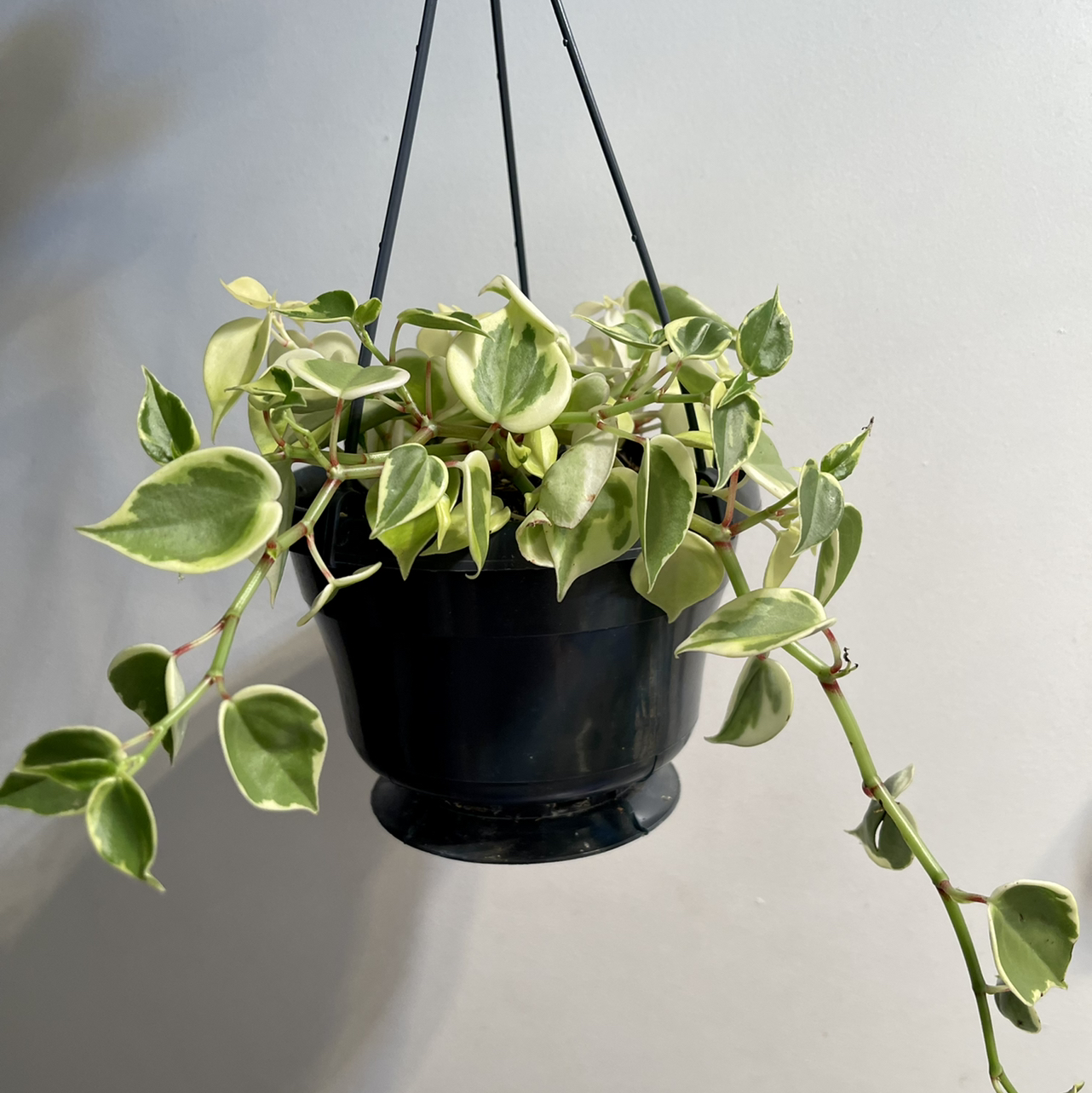 Variegated Peperomia Scandens in a hanging pot with healthy variegated leaves.