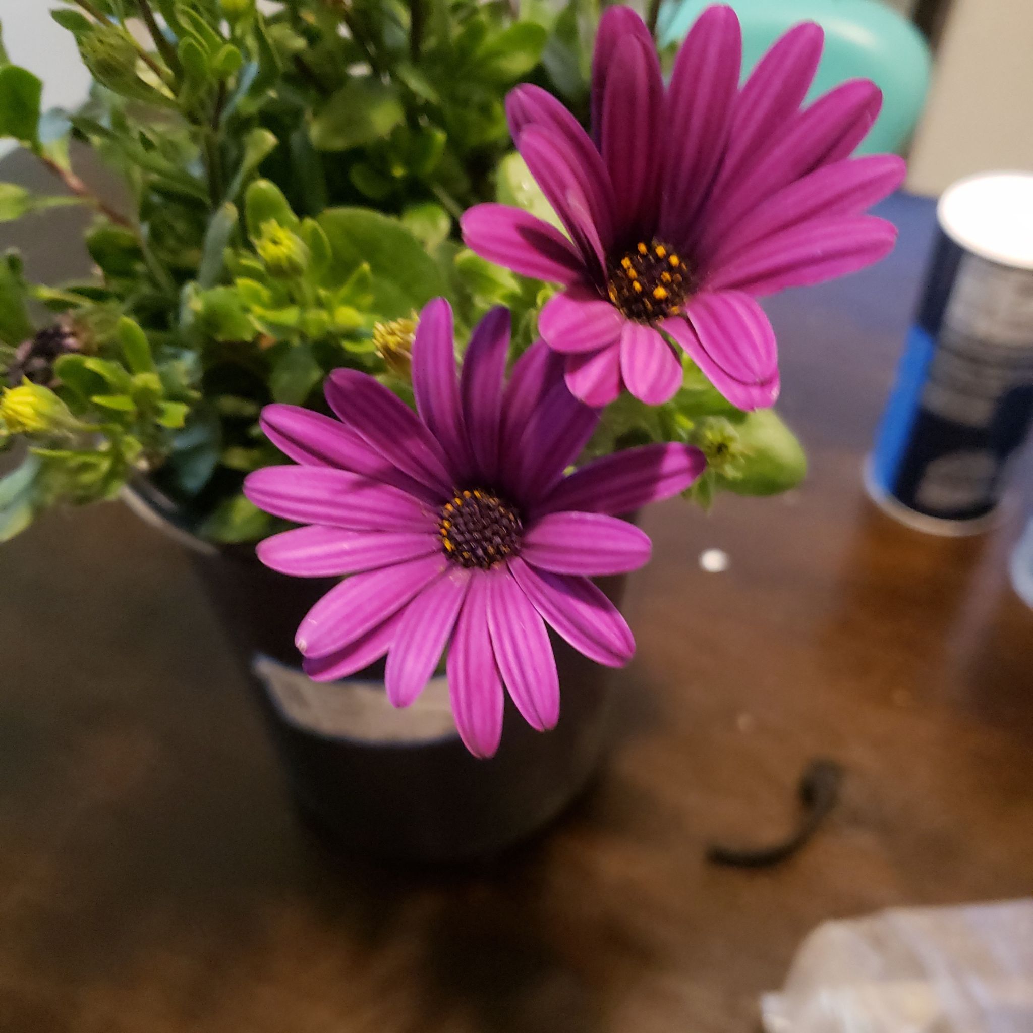 Potted Van Staden's river daisy with vibrant purple flowers.