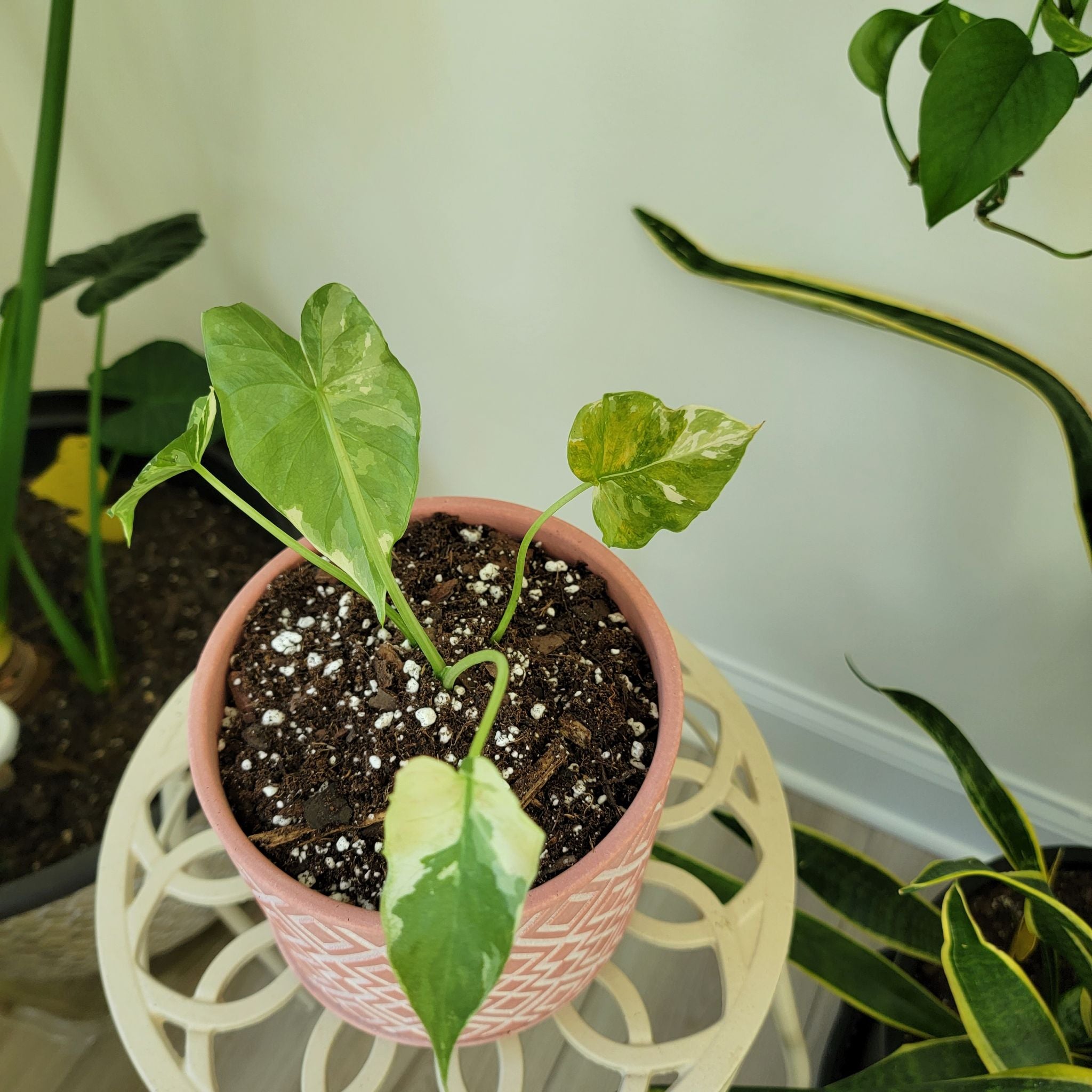 Variegated Alocasia plant in a pink pot with visible soil and variegated leaves.