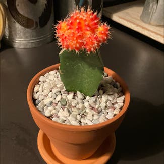 Moon Cactus plant in Dover, New York