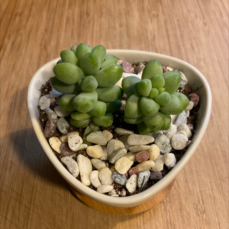 Sedum treleasei succulent in a triangular pot with pebbles on the soil surface.