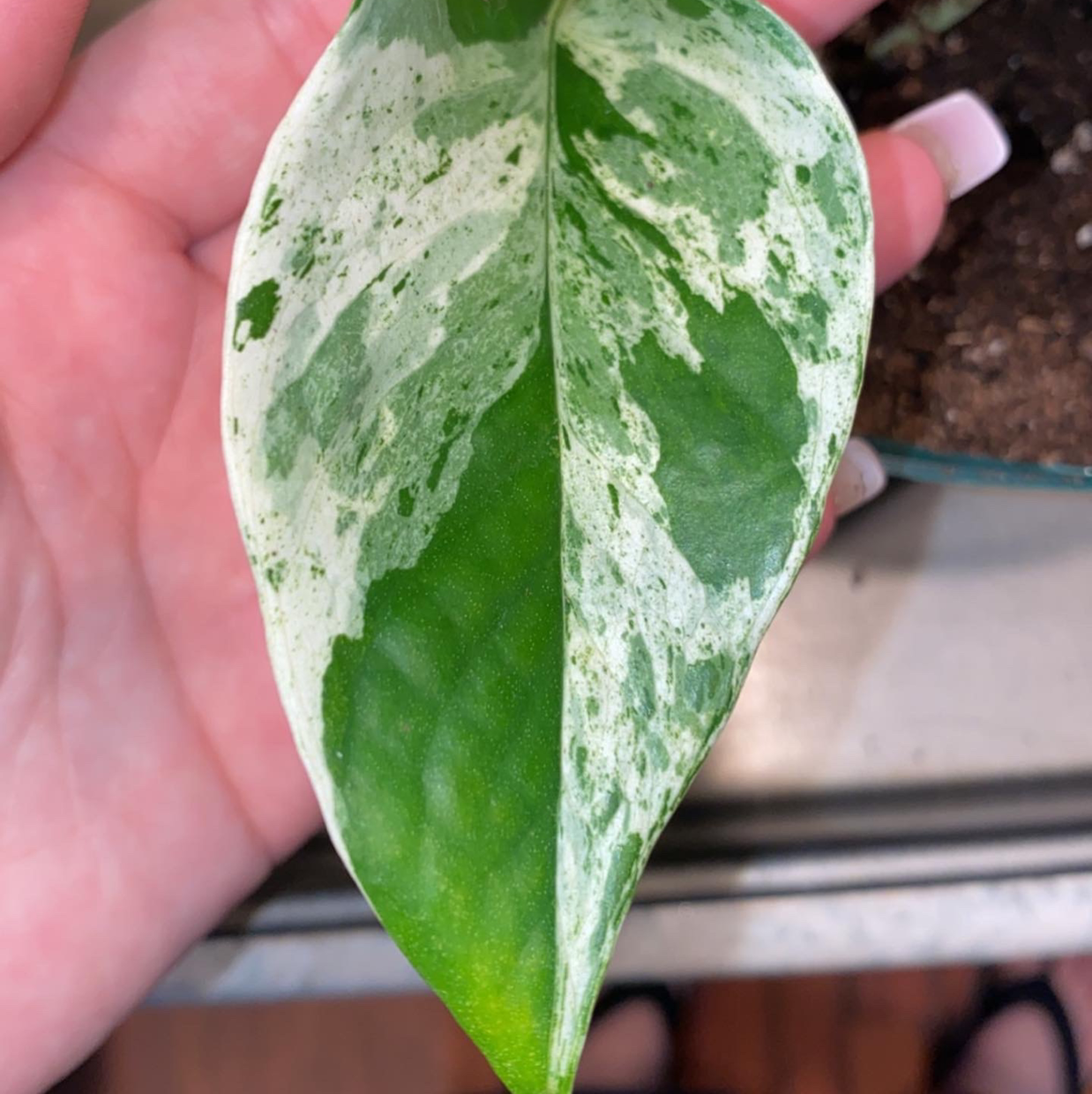 Close-up of a Snow Queen Pothos leaf with green and white variegation, held by a hand.