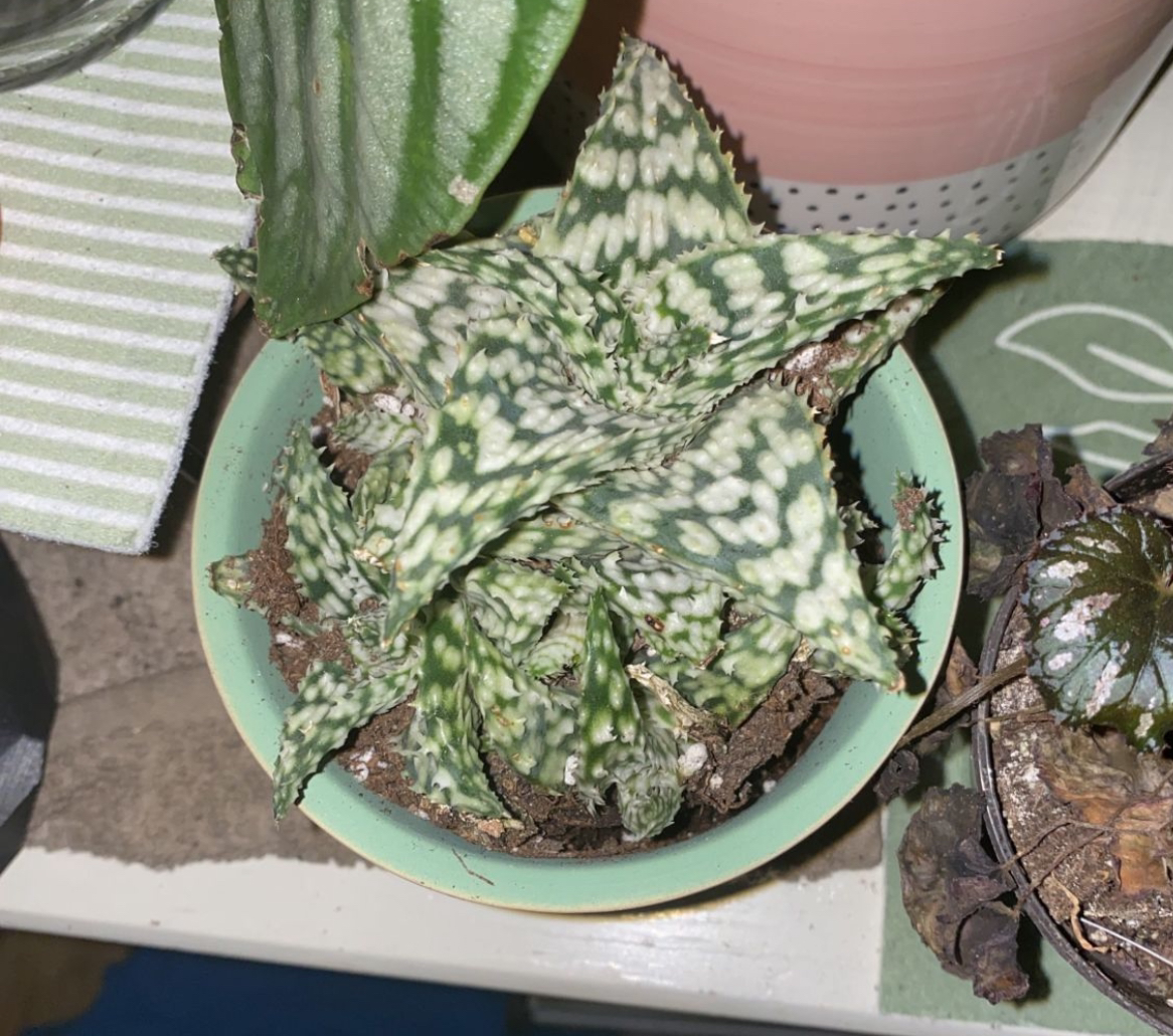 Broad-Leaved Aloe plant in a small pot with visible soil, well-framed and in focus.