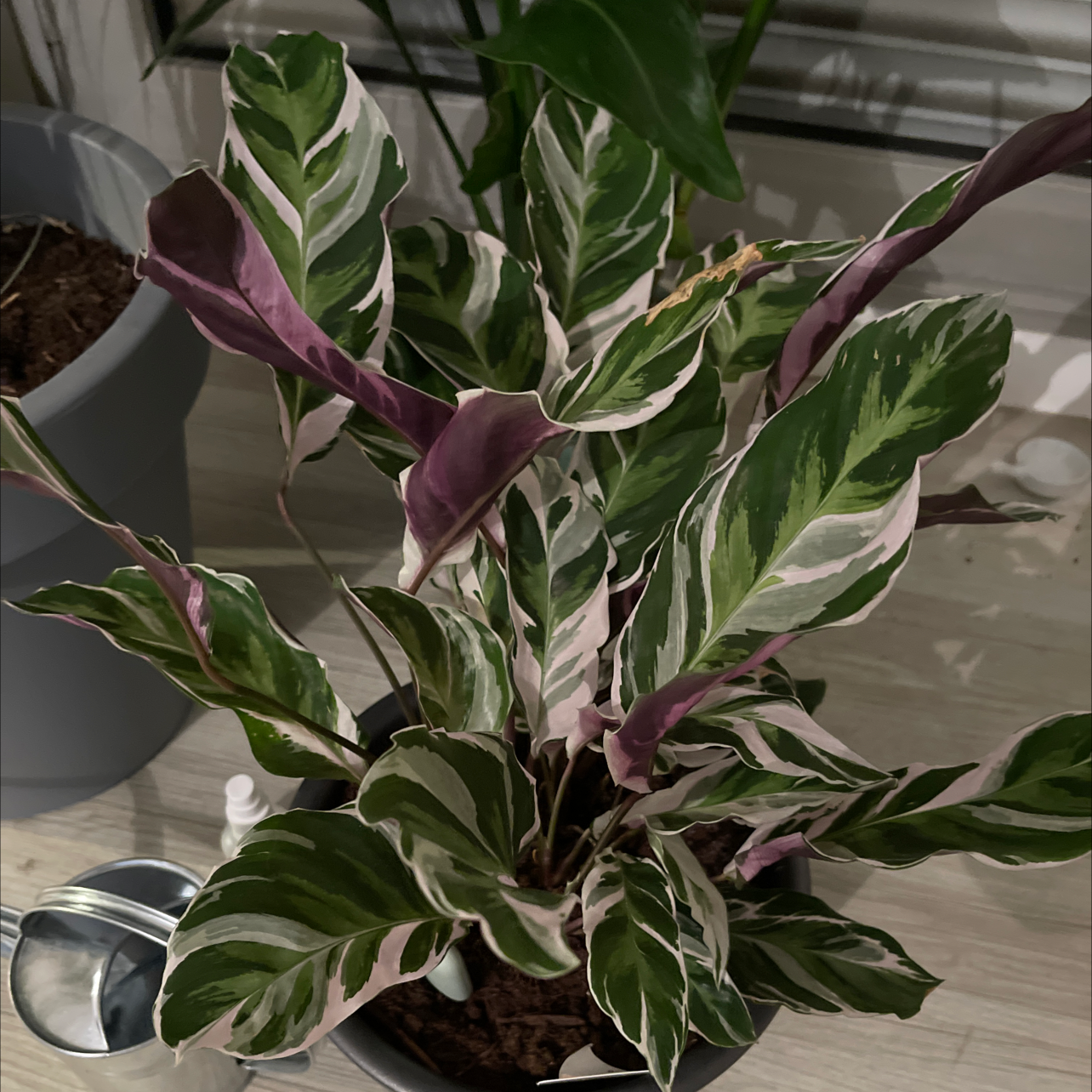 Calathea 'White Fusion' plant with variegated leaves in a pot, visible soil.