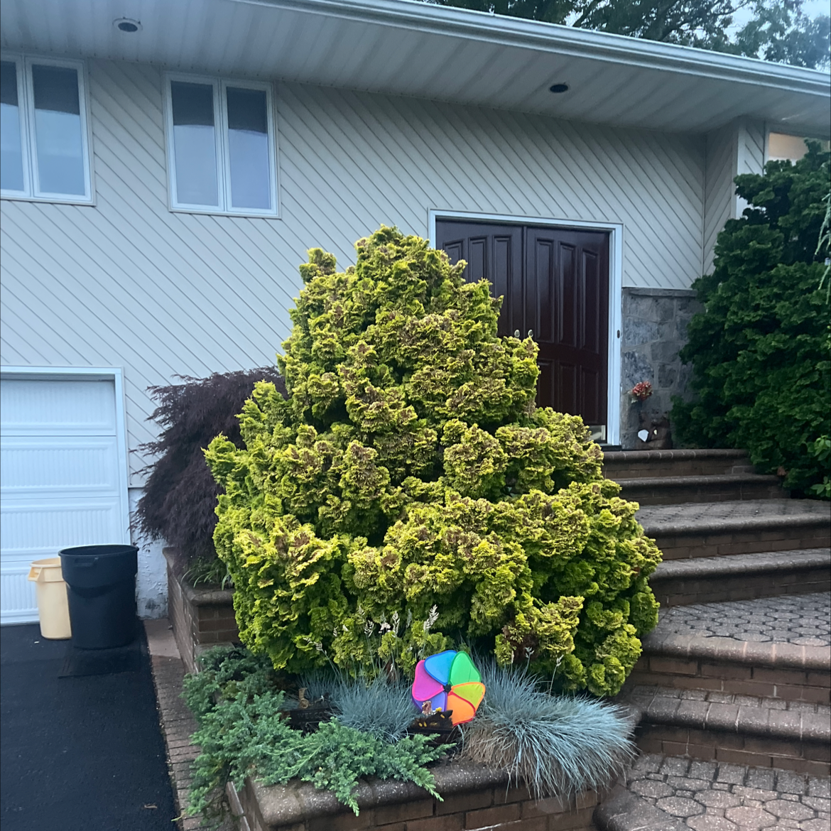 🤒 Why Does My Emerald Green Arborvitae Have Yellow Leaves?