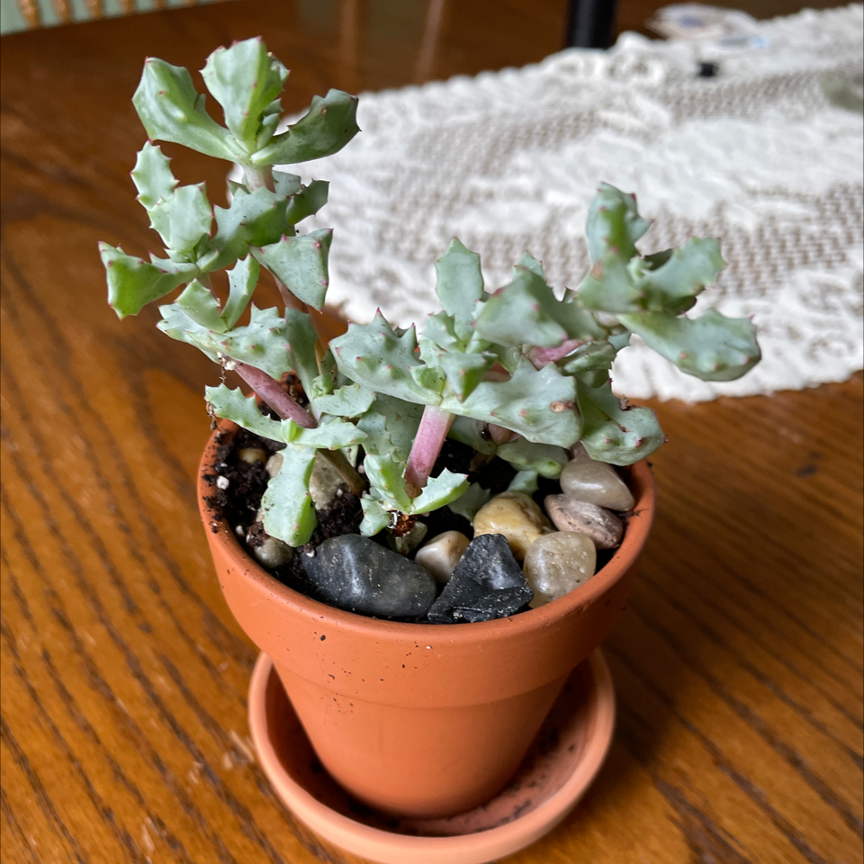 Photo of the plant species Deltoid-Leaved Dew Plant by @BalancedCacto named Your plant on Greg, the plant care app