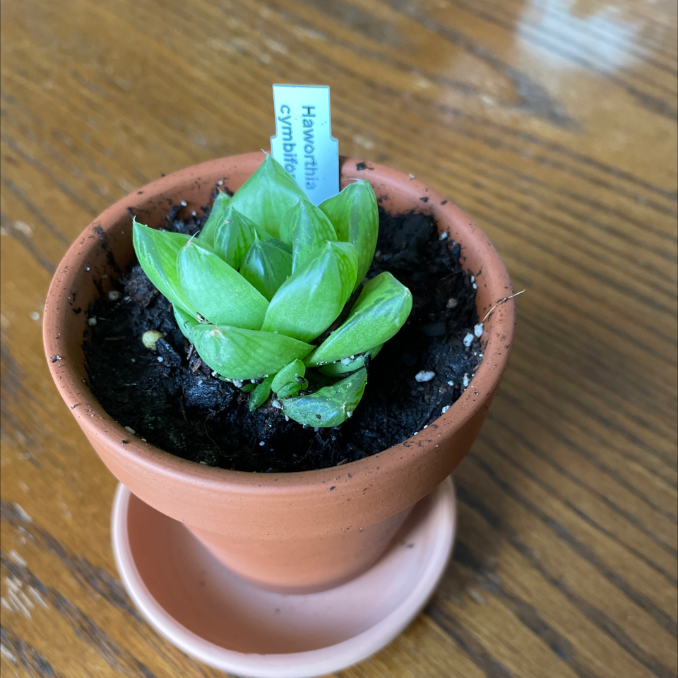 Haworthia 'Obtusa' plant in a terracotta pot with visible soil, healthy green leaves.