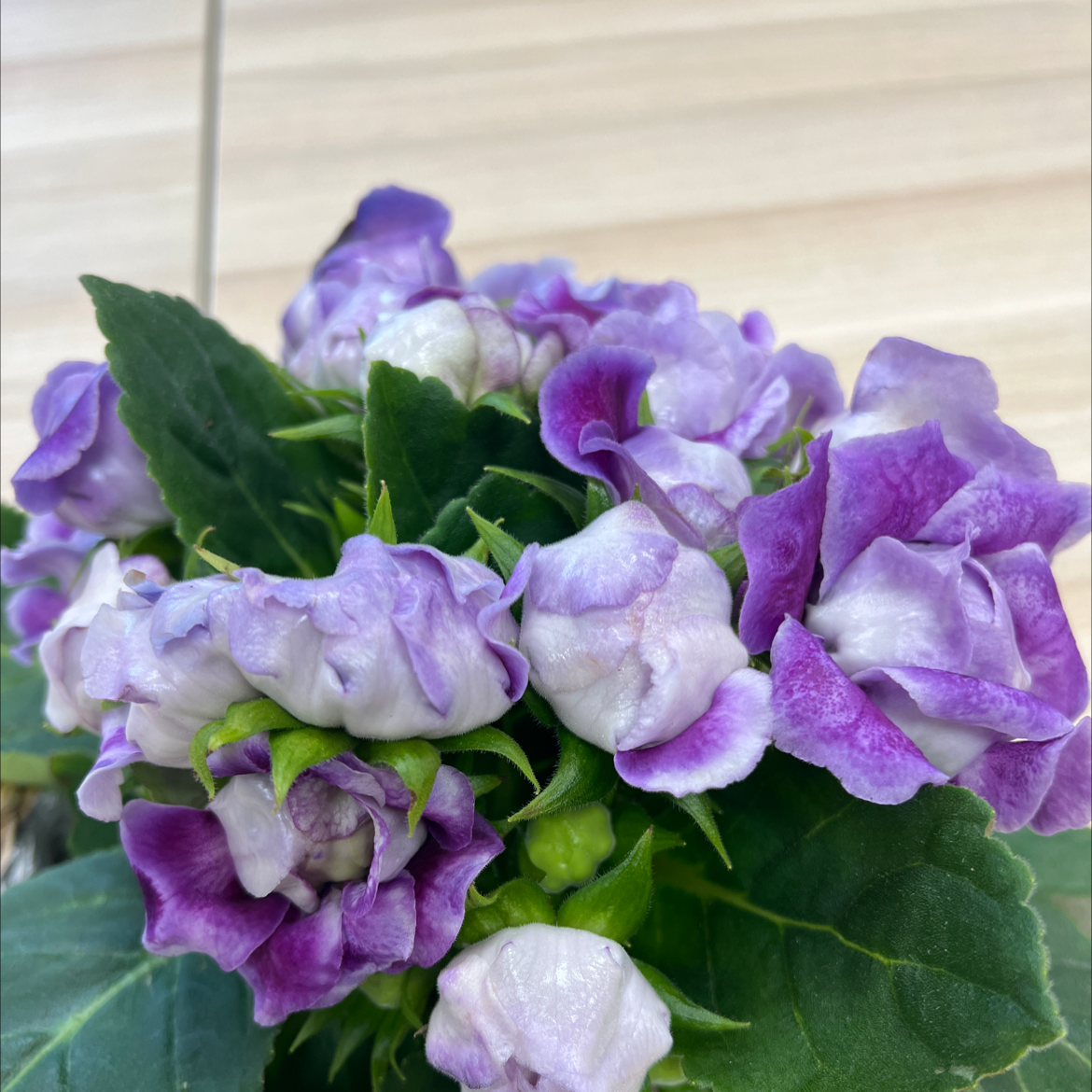 Florist's gloxinia with vibrant purple and white flowers and healthy green leaves.
