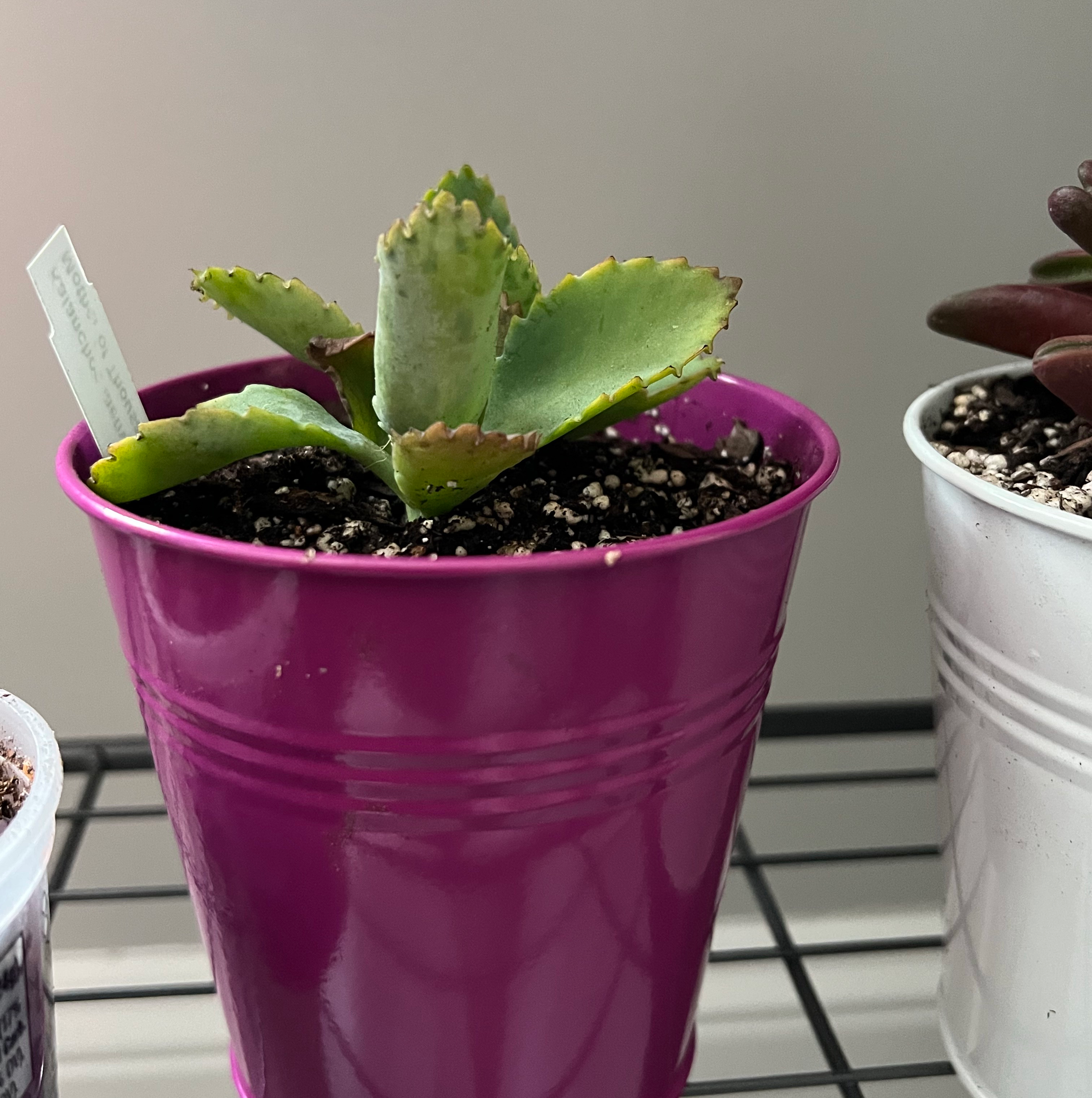 Butterfly Agave plant in a purple pot with visible soil, well-framed and in focus.