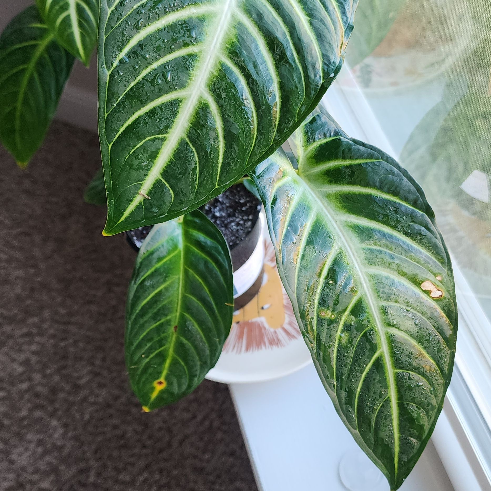 Xanthosoma Angel wings plant with large, glossy leaves and prominent white veins.
