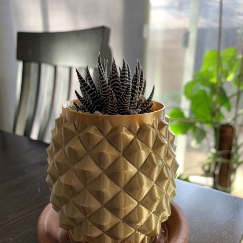 Zebra Plant plant photo by Jackie named Pineapple on Greg, the plant care app.