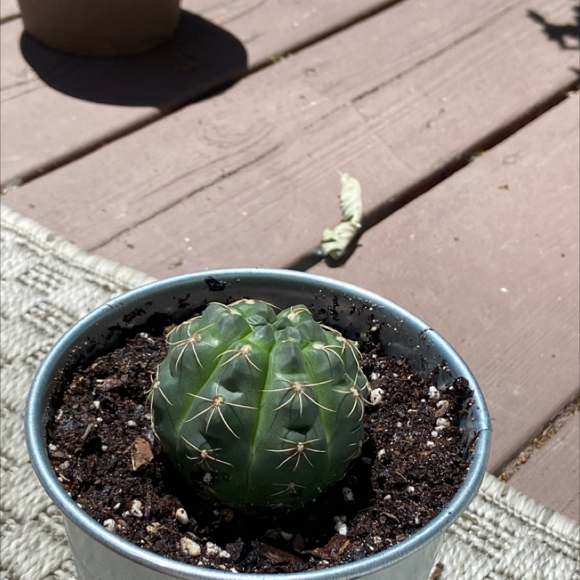 Miniature Barrel Cactus in a pot on a wooden surface, healthy and well-framed.