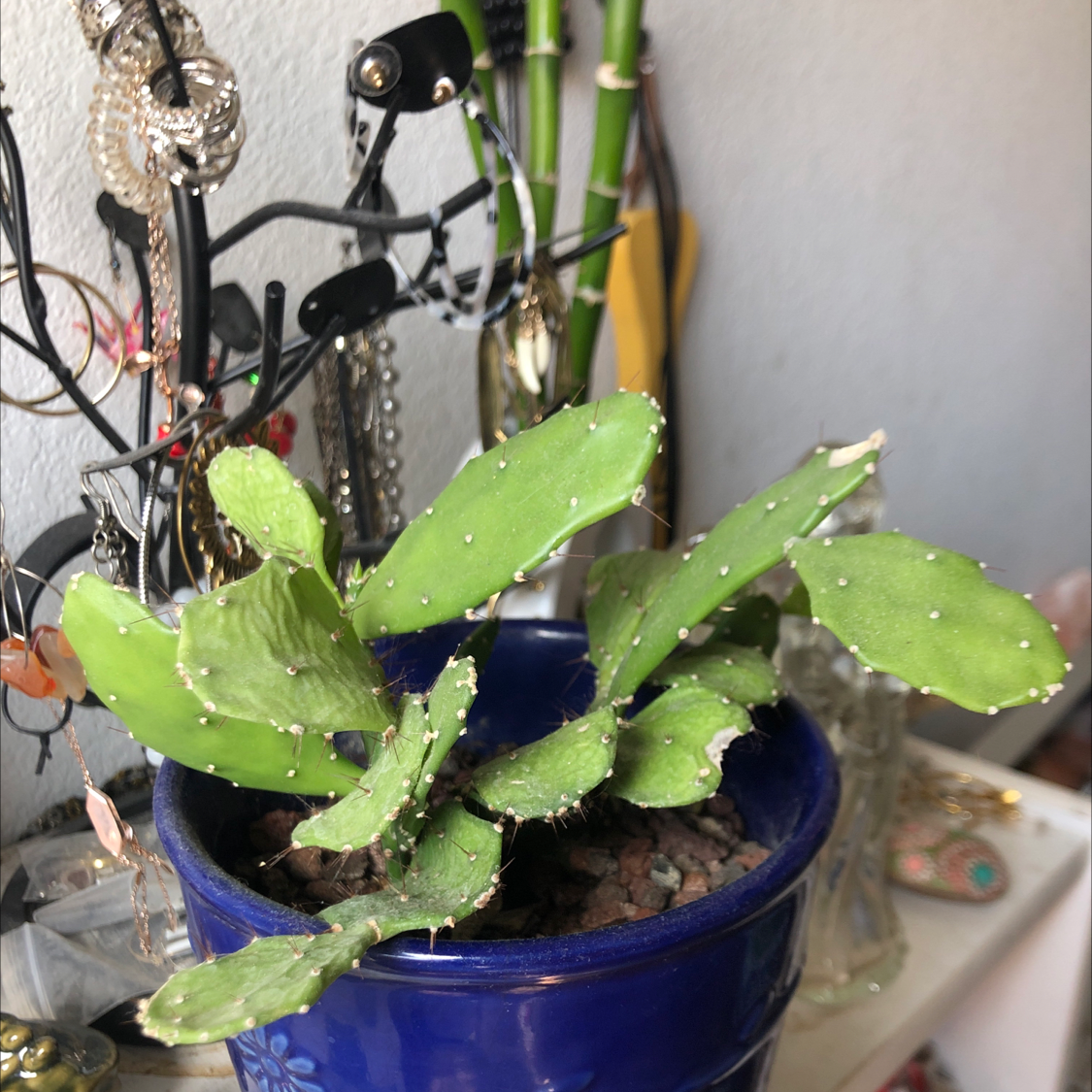Brazilian Pricklypear plant in a blue pot with green pads, well-framed and healthy.