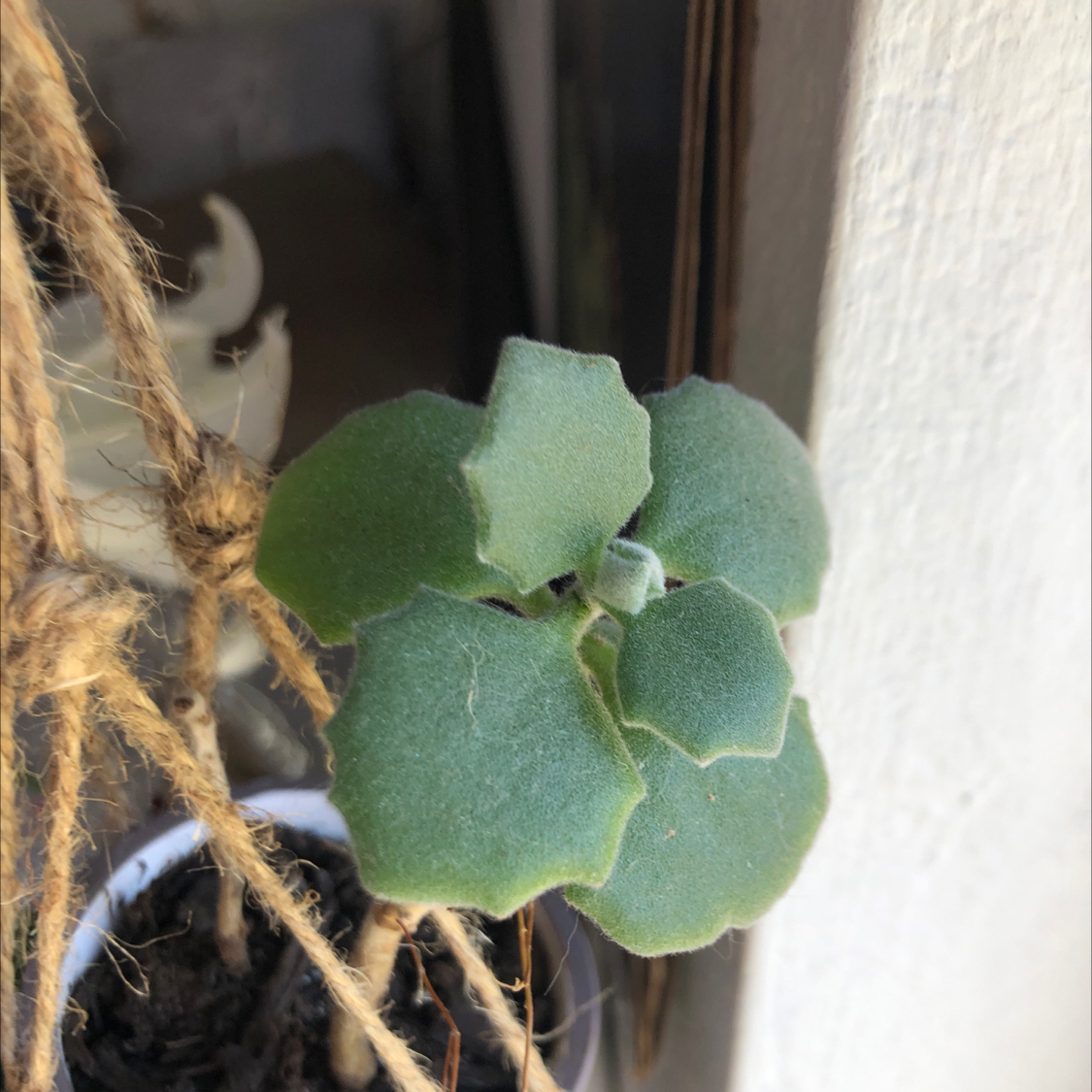 Healthy Felt Bush plant with green leaves and partially visible soil.