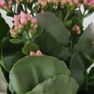 Florist Kalanchoe plant in Somewhere on Earth