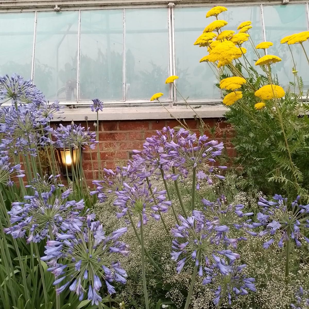 Garden with Blue Lily (Agapanthus) and yellow flowers in bloom.