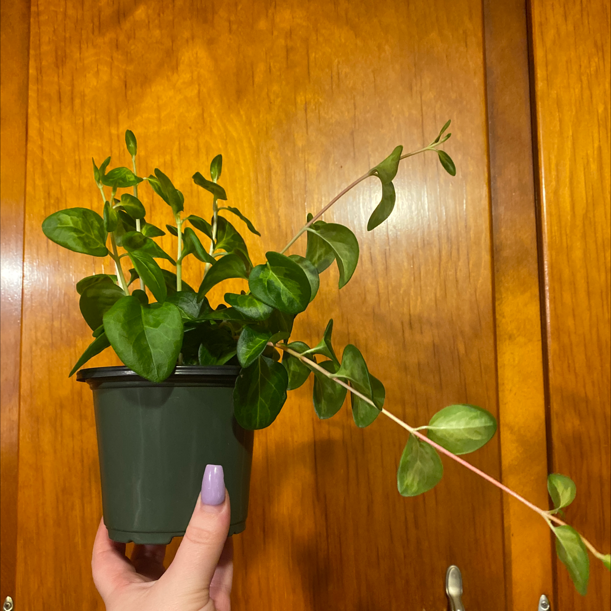 A healthy Lesser Periwinkle plant in a pot, held by a hand against a wooden background.