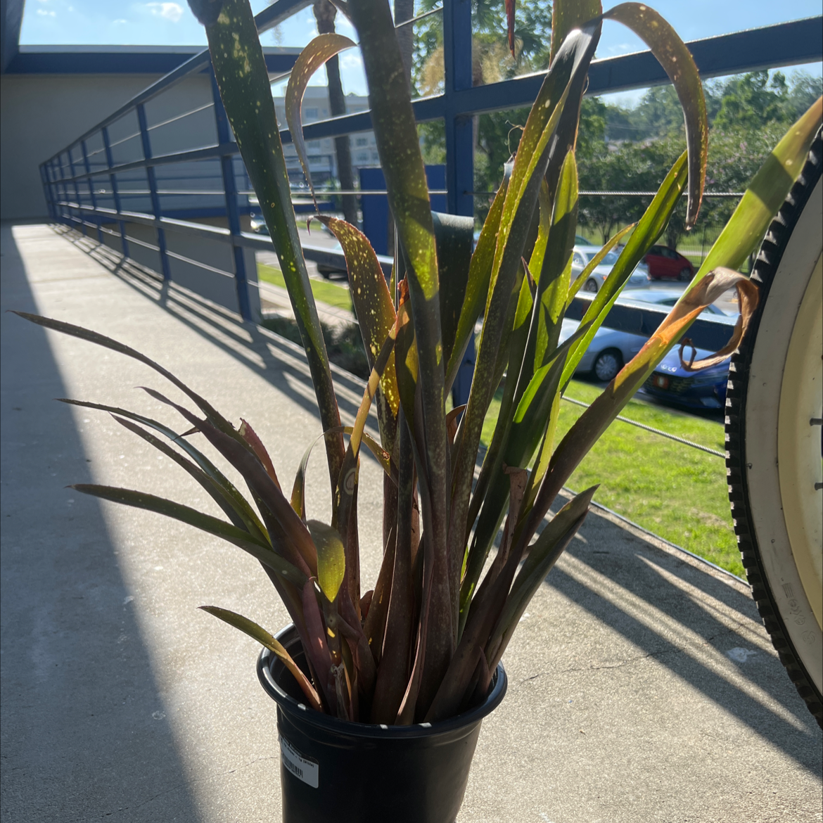 Potted Queen's Tears plant with some yellowing and browning leaves, placed outdoors.