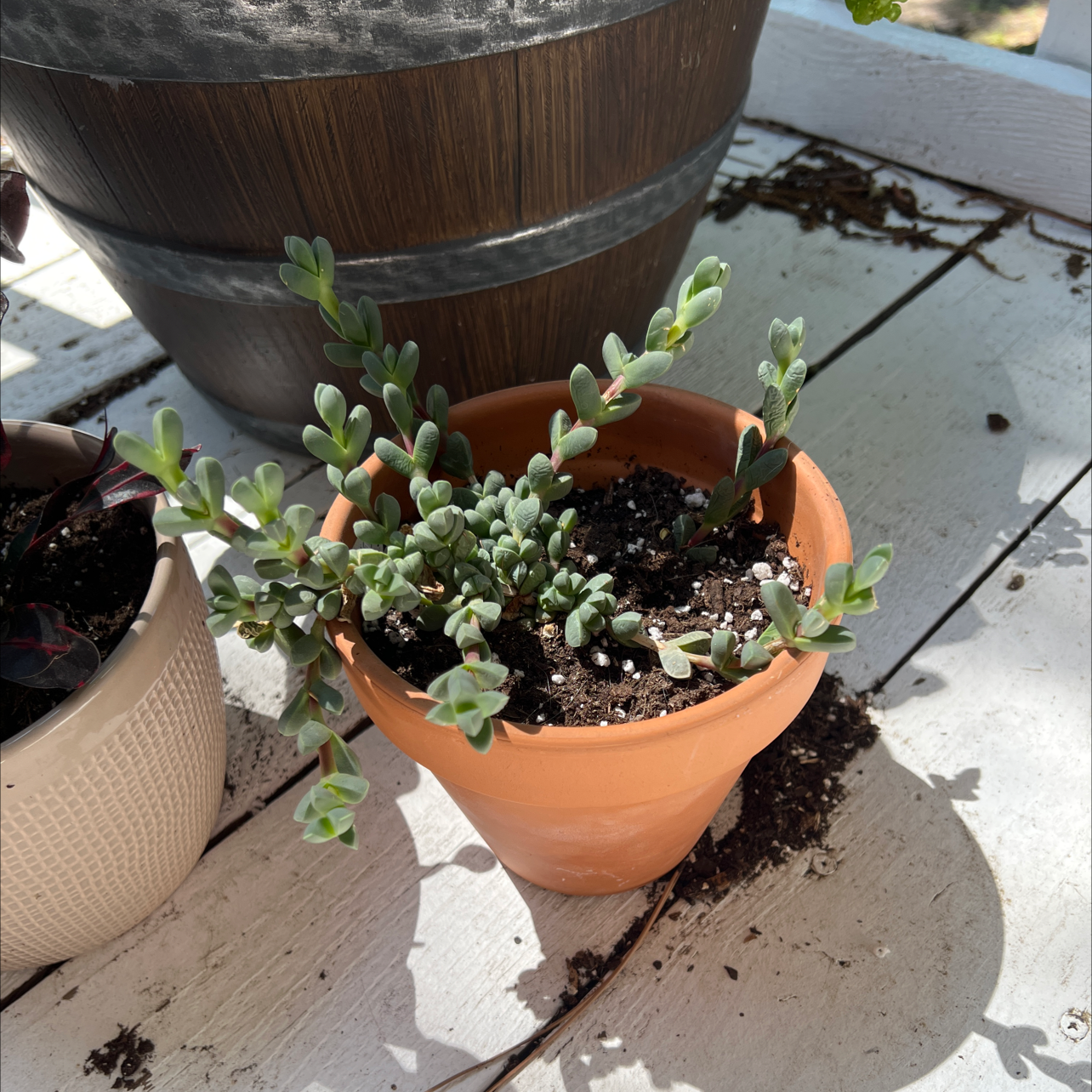 Potted Beads Lampranthus plant with healthy green leaves in a terracotta pot.