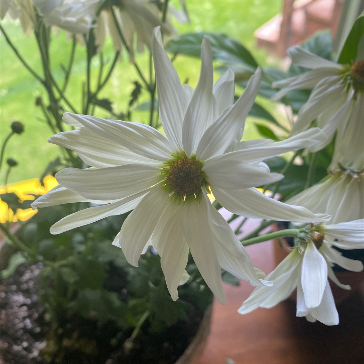 Ox-Eye Daisy plant with white flowers in a pot, well-framed and healthy.