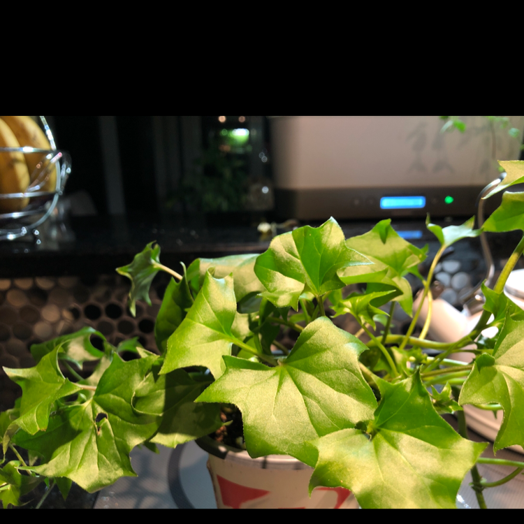Cape Ivy plant with green, lobed leaves in a pot, well-framed and healthy.