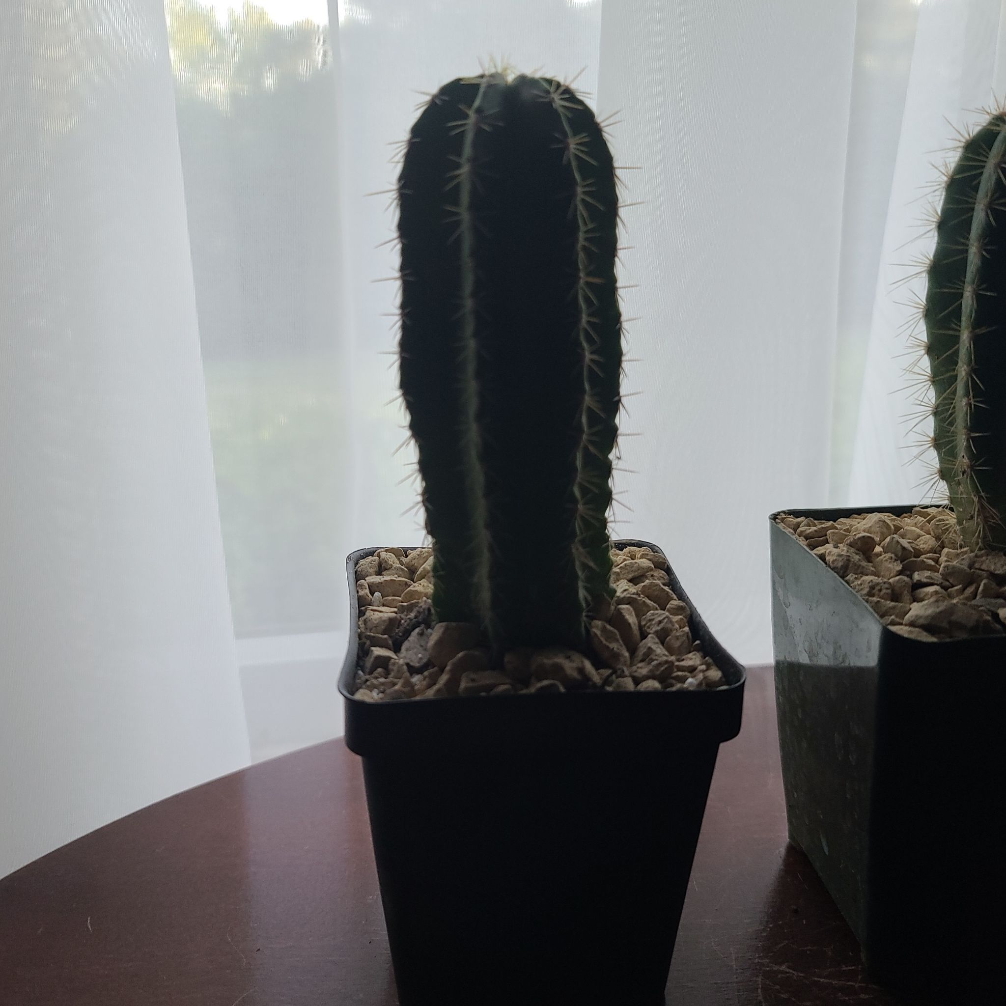 Photo of the plant species Chiotilla by @ProperCashew named Blue on Greg, the plant care app