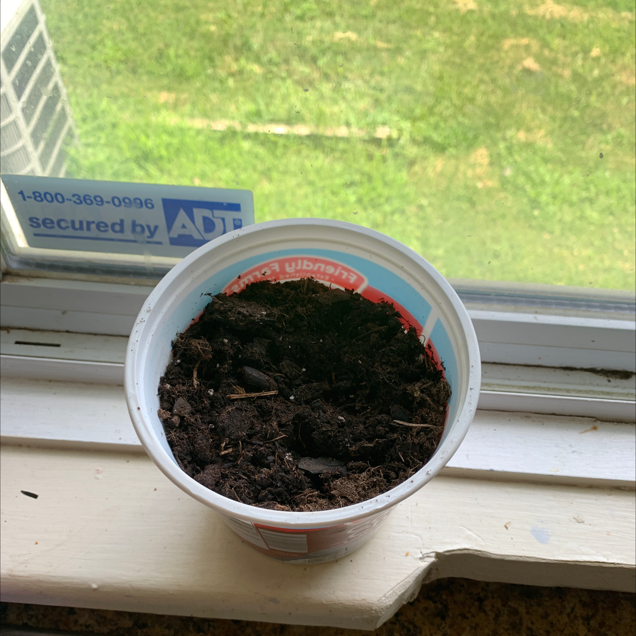 Photo of the plant species Cup-and-Saucer Vine by @Sarah.Danielle named Bell on Greg, the plant care app