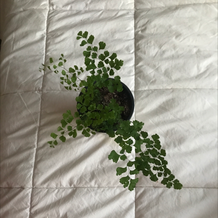 Potted Hemionitis raddiana plant with green lobed leaves on a white quilted surface.