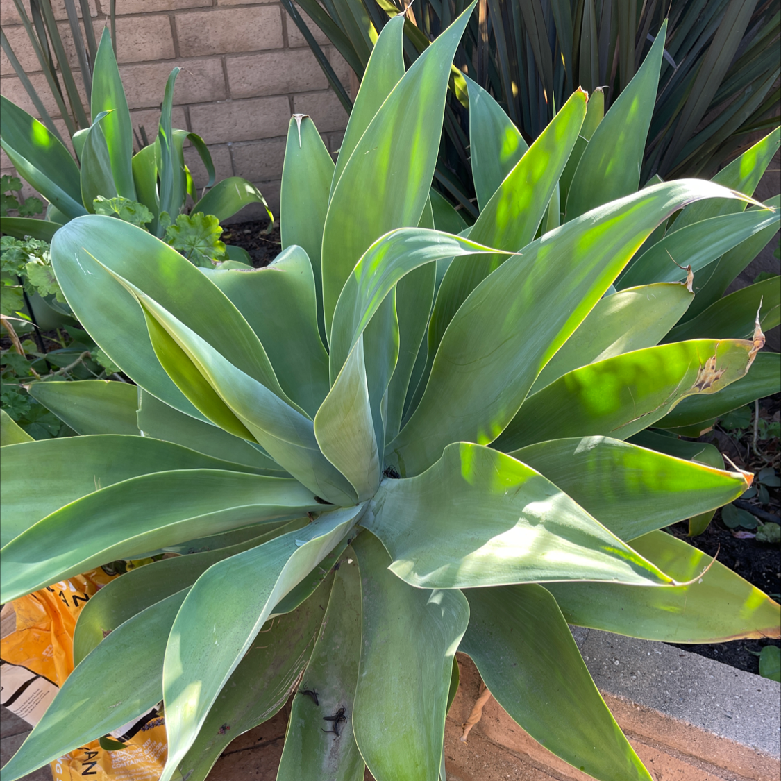 Photo of the plant species Lion's Tail Agave by @OpenlyAnise named Your plant on Greg, the plant care app