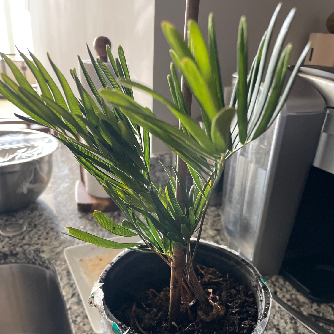 Potted Florida Arrowroot plant with healthy green leaves on a kitchen counter.