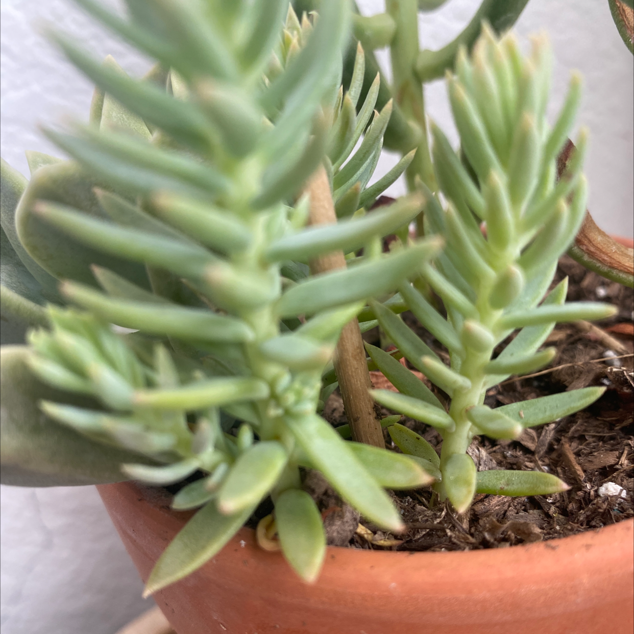 Photo of the plant species Pale Stonecrop by @InclusiveWinika named Terra on Greg, the plant care app