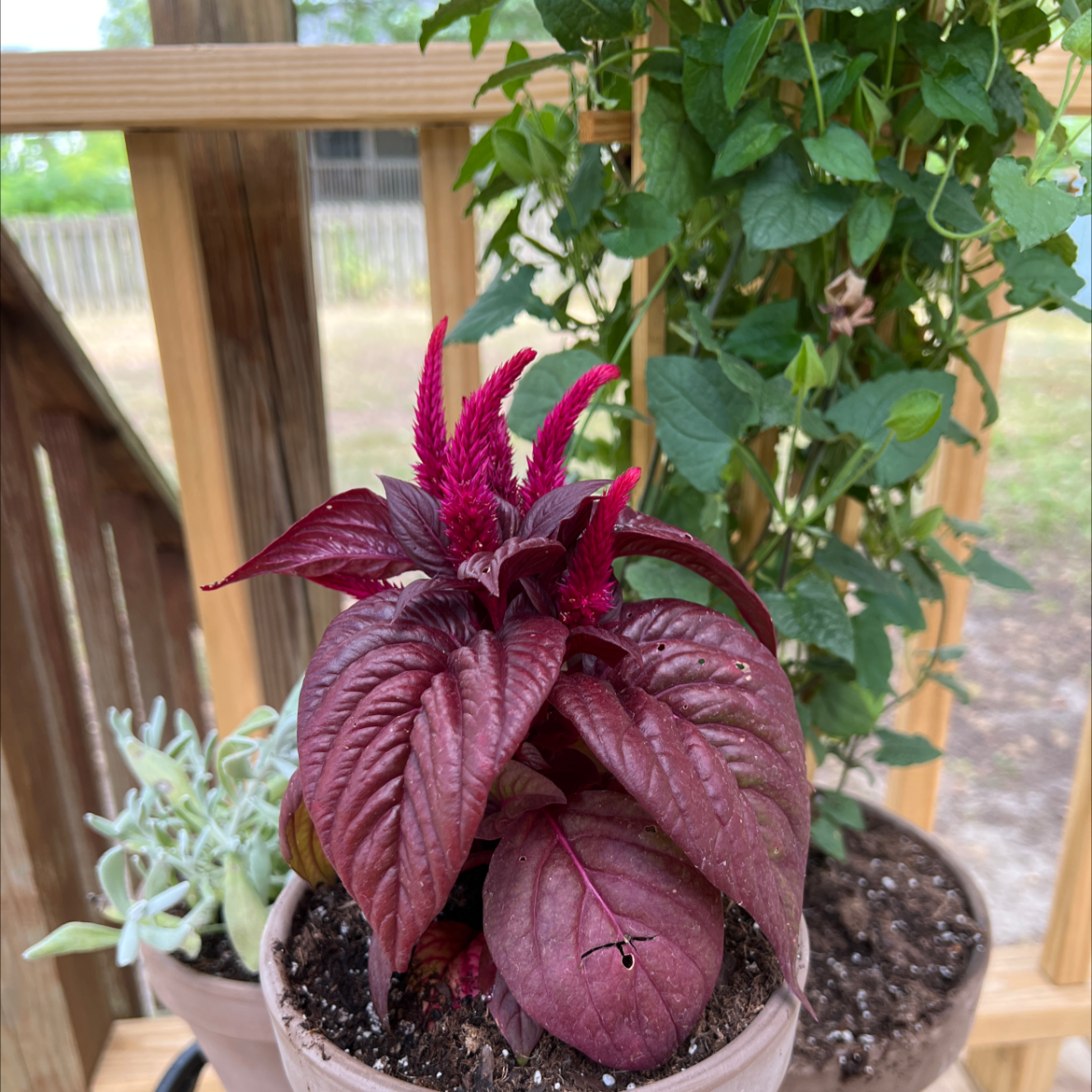 Potted Mexican Grain Amaranth with vibrant red leaves on a wooden deck, other plants in the background.